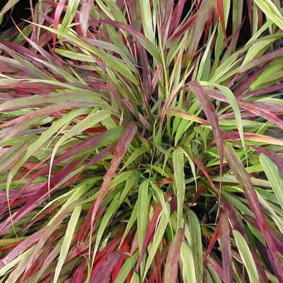 Hakonechloa macra 'Beni Kaze'