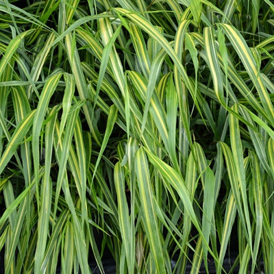 Hakonechloa macra 'Sunny Delight'