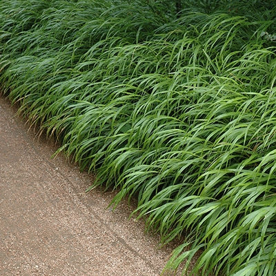 Hakonechloa macra