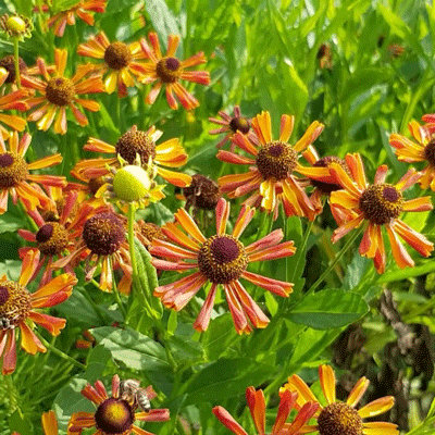 Helenium 'Loysder Wyeck'