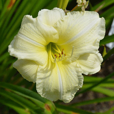 Hemerocallis 'Joan Senior'