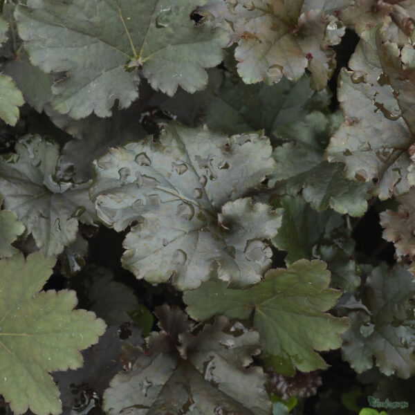 Heuchera 'Binoche'