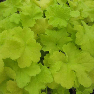 Heuchera 'Citronelle'