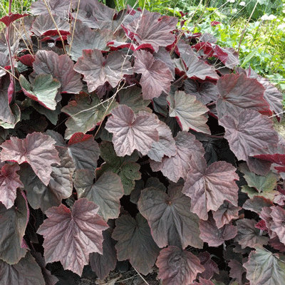 Heuchera 'XXL'