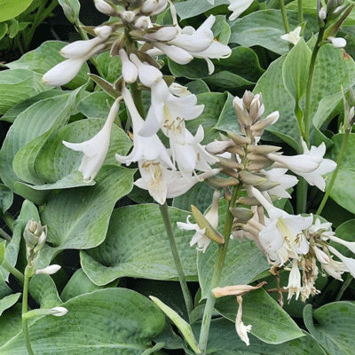 Hosta sieboldiana 'Elegans'