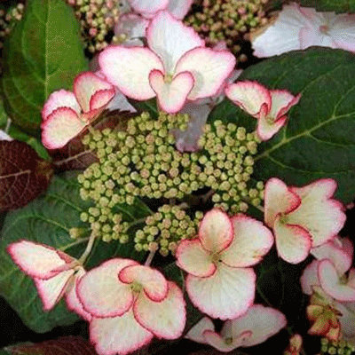 Hydrangea macrophylla 'Dolce Kiss'