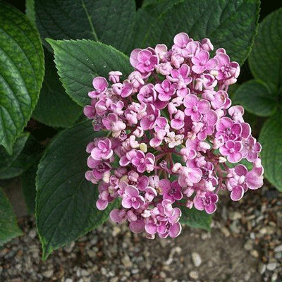 Hydrangea macrophylla 'Ayesha'