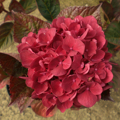 Hydrangea macrophylla 'Merveille Sanguine'