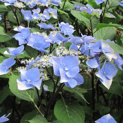 Hydrangea macrophylla 'Zorro'