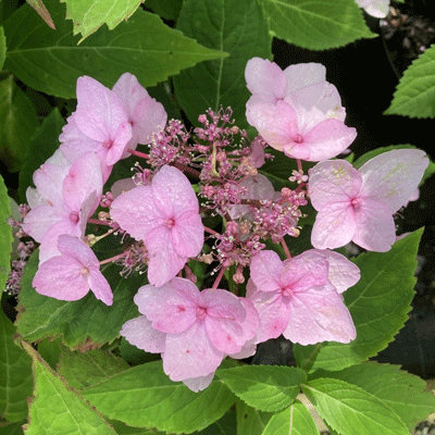Hydrangea serrata 'Koreana'