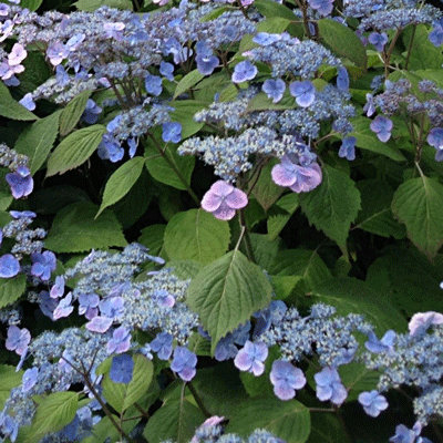 Hydrangea serrata 'Veerle'
