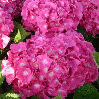 Hydrangea macrophylla 'Val du Loir'