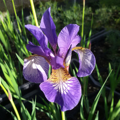 Iris bulleyana
