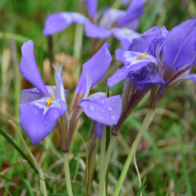Iris unguicularis