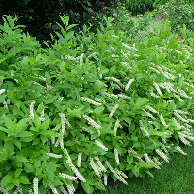 Itea virginica
