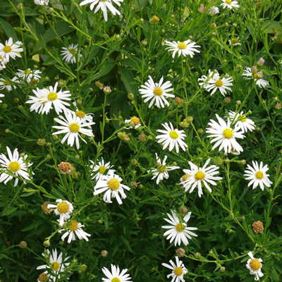 Kalimeris mongolica 'Mon Jardin'