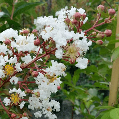 Lagerstroemia x fauriei 'Natchez'