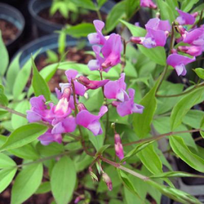 Lathyrus vernus