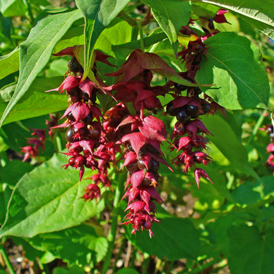 Leycesteria formosa