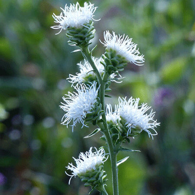 Liatris scariosa 'Alba'
