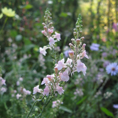 Linaria purpurea 'Canon Went'