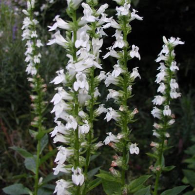 Lobelia siphilitica 'Alba'