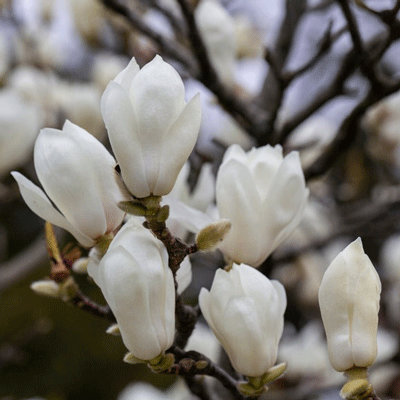 Magnolia x denudata 'Yulan'