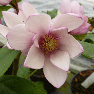 Magnolia 'Fairy Blush'