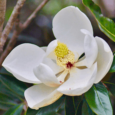 Magnolia grandiflora 'Little Gem'