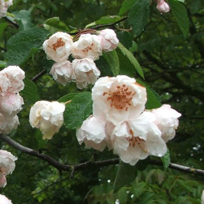 Malus coronaria 'Charlotte'