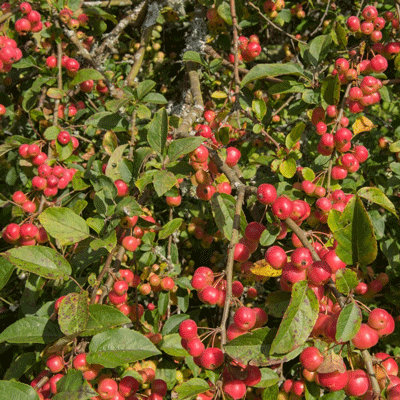 Malus 'Red Sentinel'