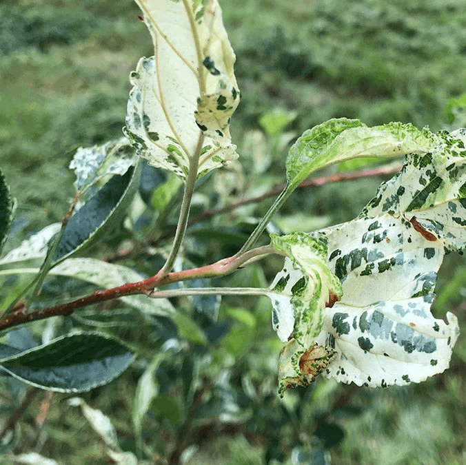 malus variegata Malus 'Variegata'
