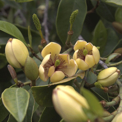 Michelia figo