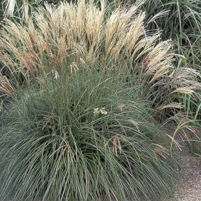 Miscanthus sinensis 'Adagio'