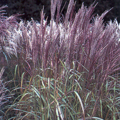 Miscanthus sinensis 'Flamingo'