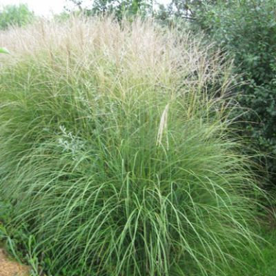 Miscanthus sinensis 'Gnome'