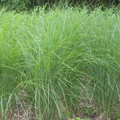 Miscanthus sinensis 'Gracillimus'