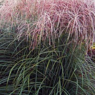 Miscanthus sinensis 'Nippon'