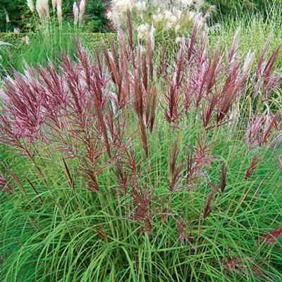 Miscanthus sinensis 'Red Chief'
