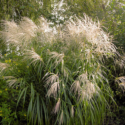 Miscanthus sinensis 'Silberfeder'