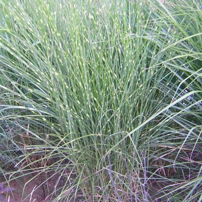 Miscanthus sinensis 'Strictus'