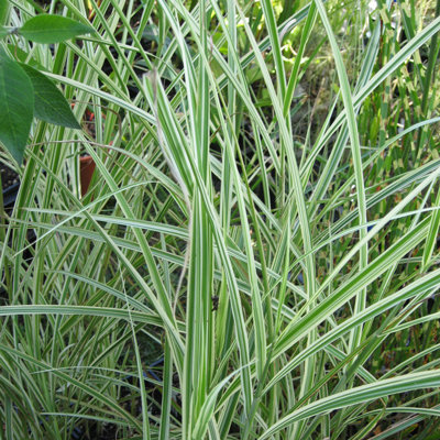 Miscanthus sinensis 'Variegatus'