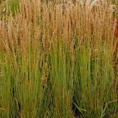 Molinia caerulea 'Moorhexe'