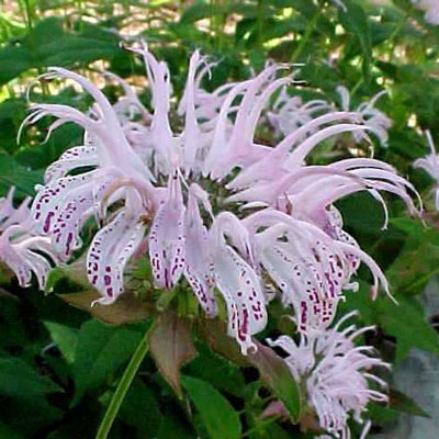 Monarda bradburiana