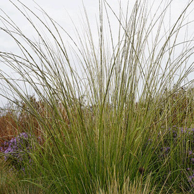 Muhlenbergia rigens