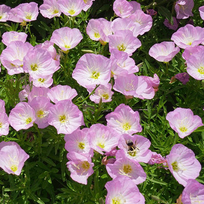 Oenothera speciosa 'Siskiyou Pink'