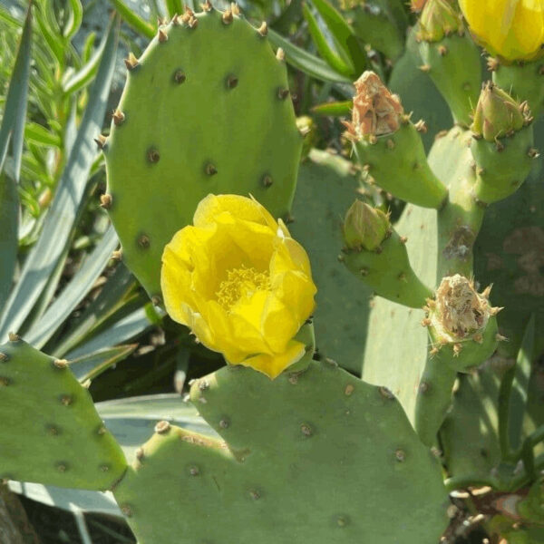 Opuntia stricta
