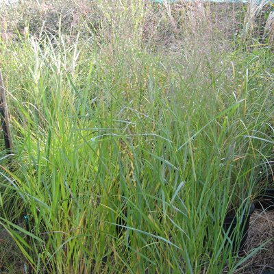Panicum virgatum 'Cloud Nine'