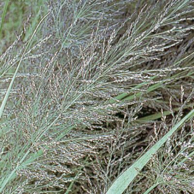Panicum virgatum 'Dallas Blues'