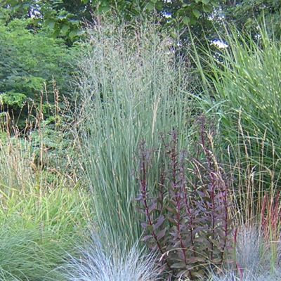 Panicum virgatum 'Heavy Metal'